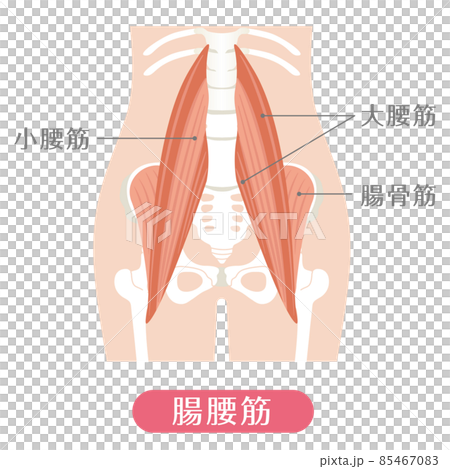 人間の体 腸腰筋（腰の筋肉） 85467083
