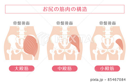 人間の体_お尻の筋肉 85467084