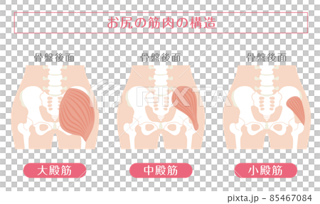 人間の体_お尻の筋肉 85467084