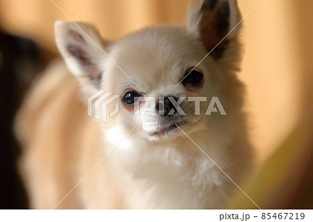 チワワ 85467219