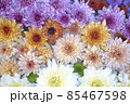 カラフルな菊の花のアレンジ 85467598