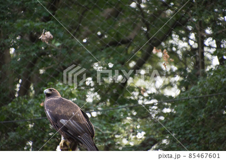 イヌワシ 85467601