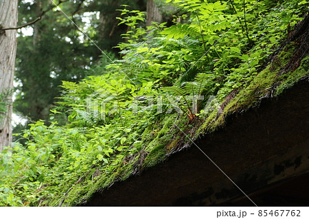 植物が繁茂する、古い茅葺き、戸隠神社随身門の屋根 85467762