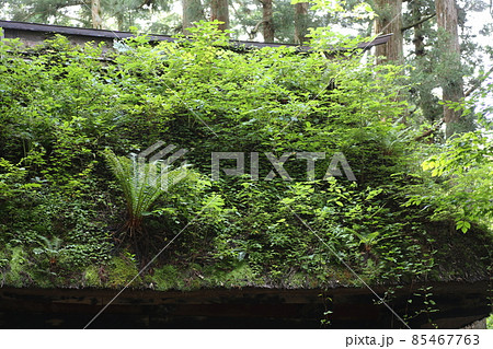 植物が繁茂する、古い茅葺き、戸隠神社随身門の屋根 植物が繁茂する、古い茅葺き、戸隠神社随身門の屋根 85467763