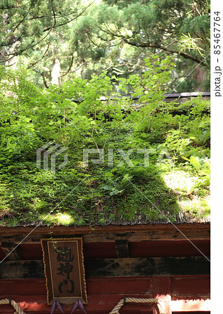 植物が繁茂する、古い茅葺き、戸隠神社随身門の屋根 85467764