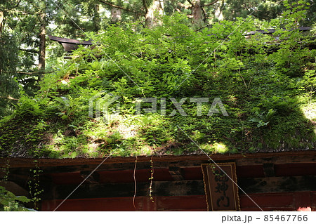 植物が繁茂する、古い茅葺き、戸隠神社随身門の屋根 植物が繁茂する、古い茅葺き、戸隠神社随身門の屋根 85467766