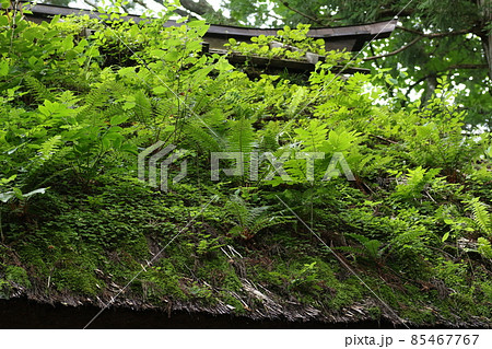植物が繁茂する、古い茅葺き、戸隠神社随身門の屋根 植物が繁茂する、古い茅葺き、戸隠神社随身門の屋根 85467767