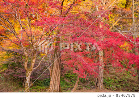 夕暮れの紅葉、モミジ、秋の風景、紅葉、見上げたの紅葉、美しい紅葉、和を感じる紅葉 85467979