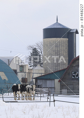 北海道 石狩地方 牧場のある風景 北海道 石狩地方 牧場のある風景 85468227