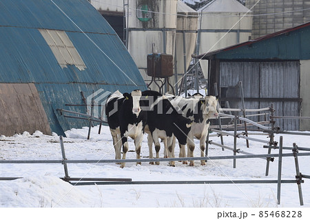 北海道 石狩地方 牧場のある風景 北海道 石狩地方 牧場のある風景 85468228