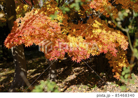 鮮やかな紅葉 鮮やかな紅葉 85468340