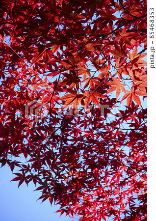 真っ赤な紅葉を見上げる（空バック） 85468353