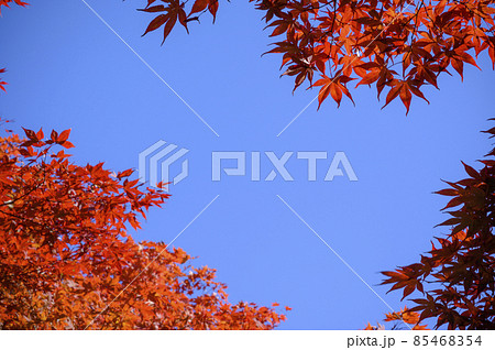 真っ赤な紅葉を見上げる(フレーム構図) 真っ赤な紅葉を見上げる(フレーム構図) 85468354