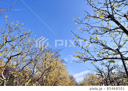 ロウバイ 85468501