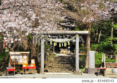 鎌倉市　源氏山公園　葛原岡神社石鳥居と満開の桜 85468543