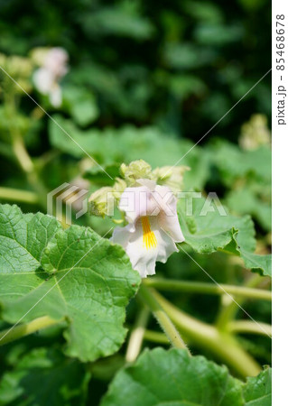 2362　ツノゴマ 85468678