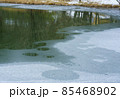 薄氷の張った池に映る対岸の景色 85468902