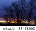 冬の早朝　木々の間を埋める朝焼けのグラデーション 85468903