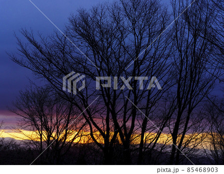 冬の早朝　木々の間を埋める朝焼けのグラデーション 85468903