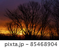 冬の早朝　木々の間を埋める朝焼けのグラデーション 85468904