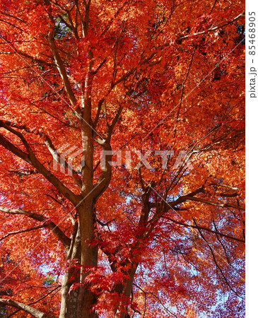 視界を赤く埋め尽くす紅葉の大木 85468905