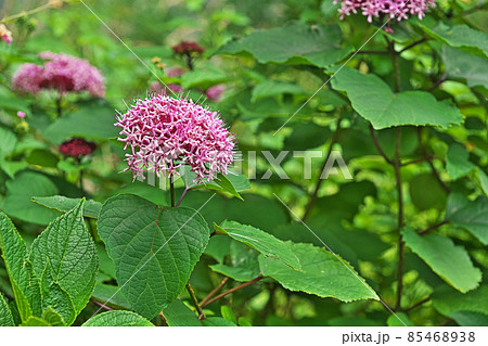 ピンク色のボタンクサギの花（夏） 85468938