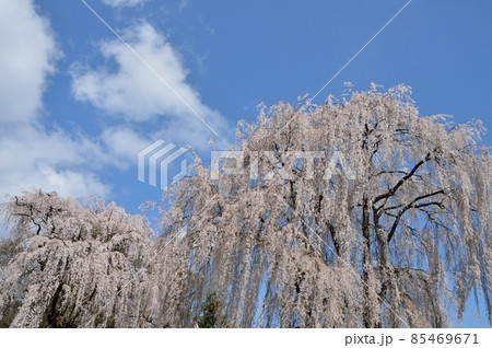 春の安曇野、満開の桜 85469671