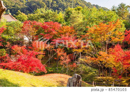 明るい庭園の紅葉 モミジのある庭 秋の風景 紅葉 見上げたの紅葉 美しい紅葉 和を感じる紅葉の写真素材