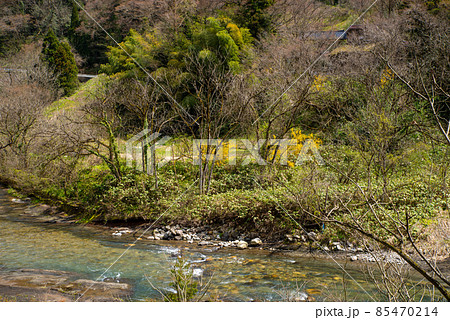 春の清流と岸辺の彩り 富山県野積川 高熊カキ貝化石床付近の自然　a 85470214