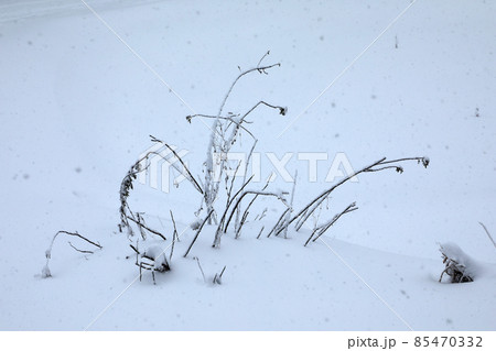 豪雪地の冬、雪に埋まったバラの枝に雪が降る　福島県只見町 85470332