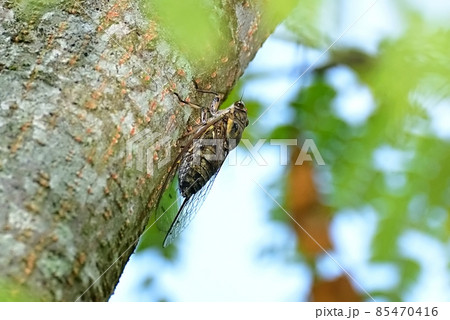 ツクツクボウシ 85470416