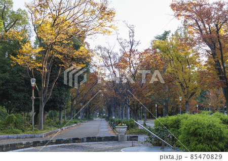 大阪市　靱公園　早朝　秋 85470829