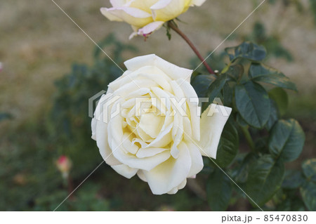 大阪市　靱公園に咲いている薔薇　早朝　秋 85470830