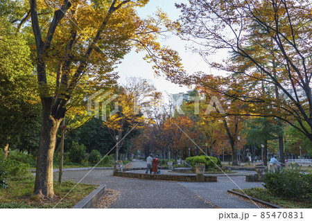 大阪市　靱公園　早朝　秋 85470831