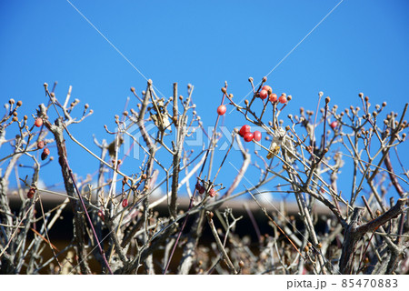 グミの実 グミの実 85470883