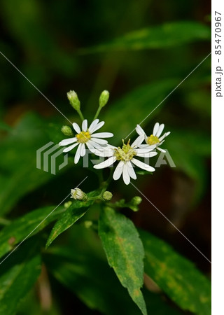 シロヨメナ 85470967