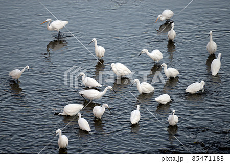 白鷺 白鷺 85471183