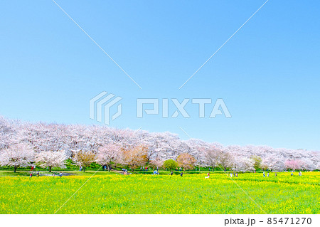 権現堂桜堤 85471270