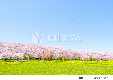 権現堂桜堤 85471271