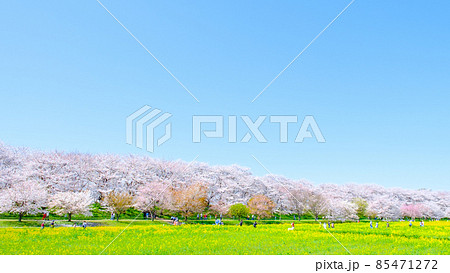 権現堂桜堤 85471272
