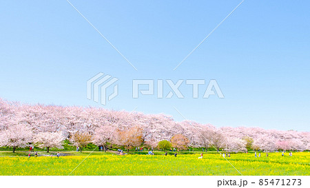 権現堂桜堤 85471273