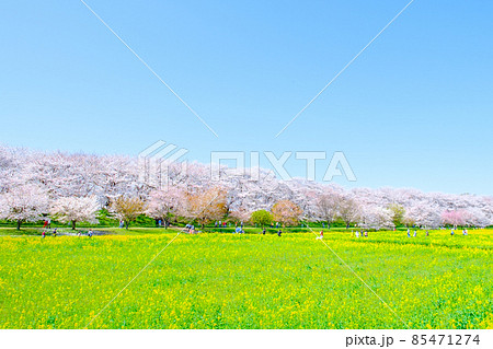 権現堂桜堤 85471274