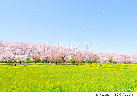権現堂桜堤 85471275