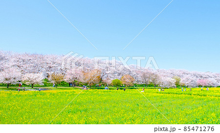 権現堂桜堤 85471276