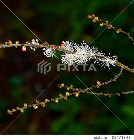 サラシナショウマ 85471343