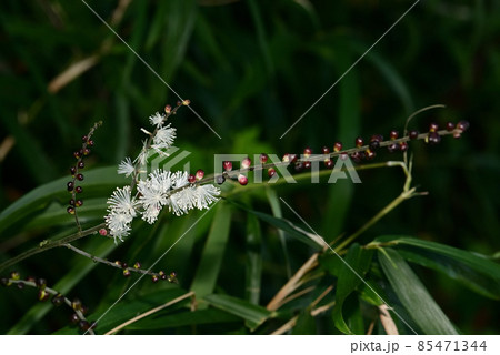 サラシナショウマ サラシナショウマ 85471344