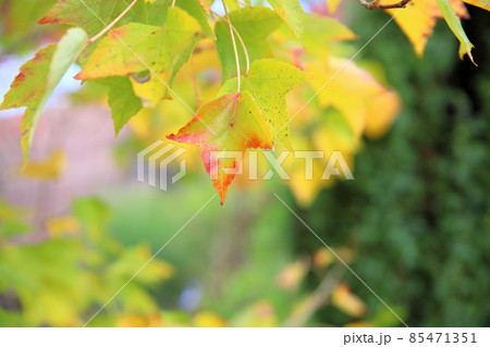 色づくカジカエデの葉 色づくカジカエデの葉 85471351
