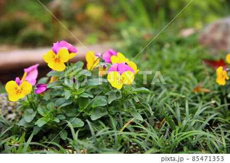 ビオラの花 85471353