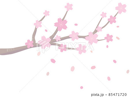 花びらが舞う桜の枝のイラストのイラスト素材