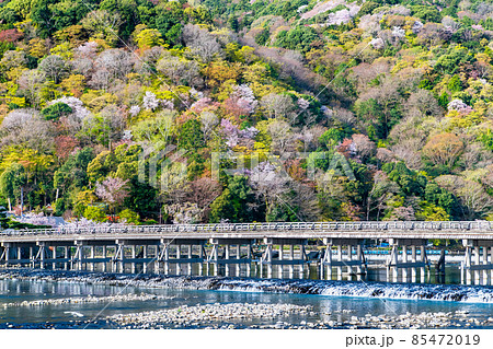  京都 嵐山　～春の渡月橋～ 85472019
